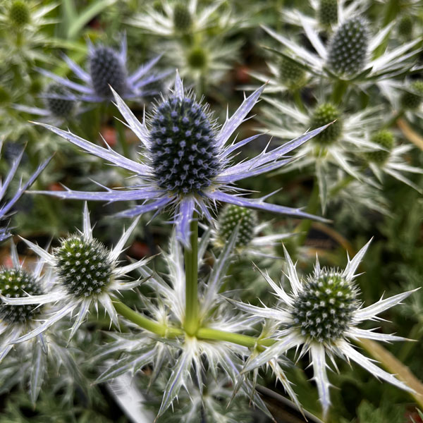 エリンジウム：ビッグブルー3.5号ポット