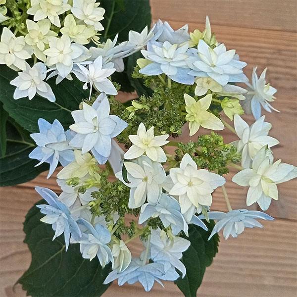 園芸ネット本店｜ヤマアジサイ：おりひめ 5号ポット の通販【公式】