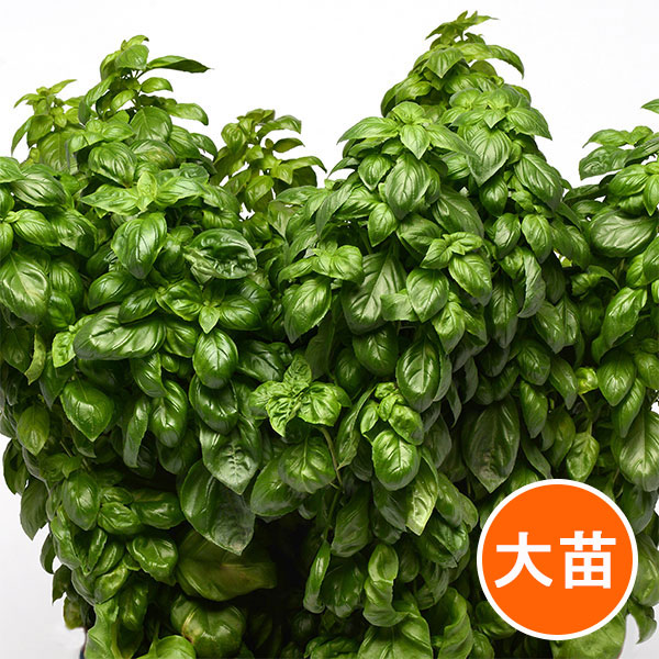 珍しいなすとバジルの苗6本セット 珍しいなすとバジルの苗6本セット