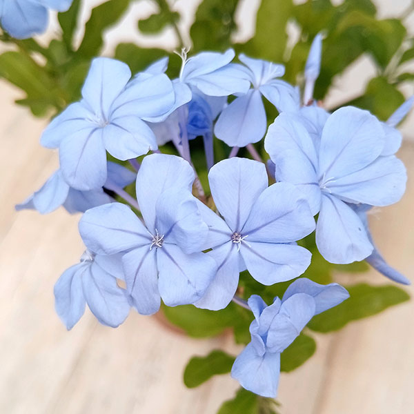 プルンバーゴ（ルリマツリ）：インペリアルブルー ボサ仕立て　5号鉢植え