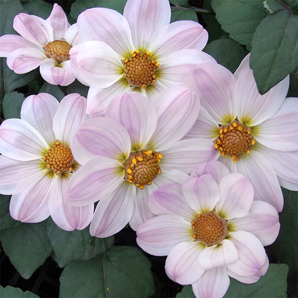 新品種 希少 レア／ピンク アガパンサス ブラッシュピンク 苗 丈夫 花苗