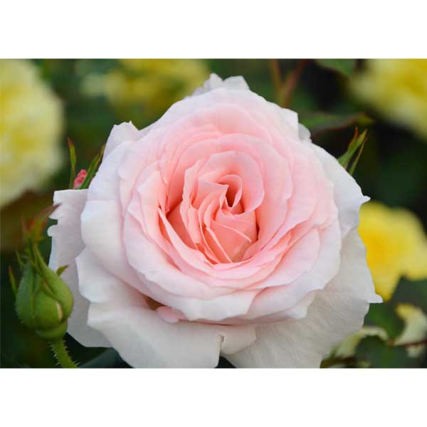 園芸ネット本店｜バラ：フレグランスローズ クオーレ4号鉢 の通販【公式】