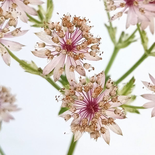 アストランティア：スターオブビューティー5号鉢植え