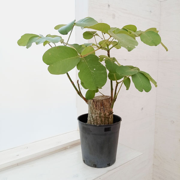 園芸ネット本店｜プセウドボンバックス：エリプチクム 7号23-02 の通販