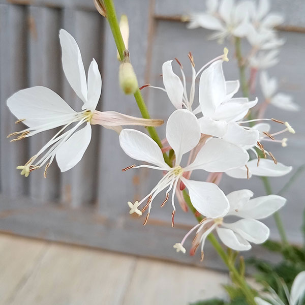 園芸ネット本店｜コンパクトガウラ（白蝶草）：エメラインホワイト3.5