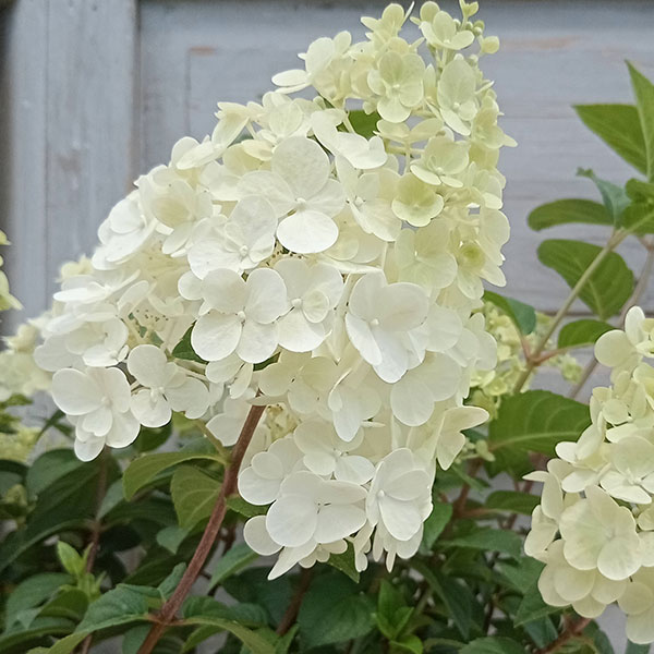 ノリウツギ(糊空木):ライムライト4号鉢植え