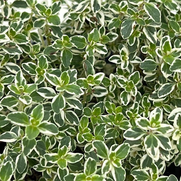 タイム：スパークリングブライト2.5-3号ポット 12株セット