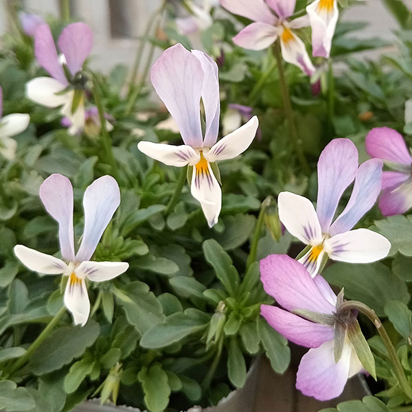 園芸ネット本店｜見元園芸さんのビオラ：シュガーラビット3.5号ポット