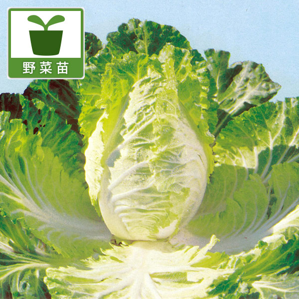 [26年8月下旬予約]ハイブリッド野菜キャベサイ苗3号ポット 12株セット