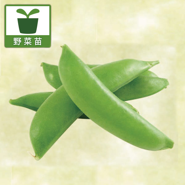 サラダ・スナップエンドウ豆3号ポット苗 2株セットy