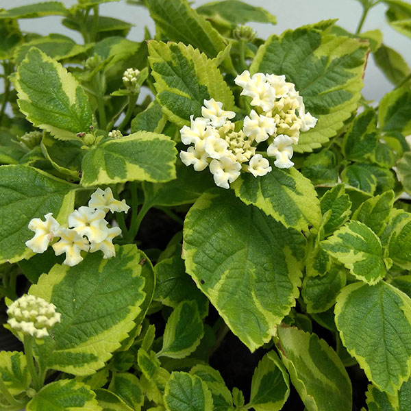 ランタナ：斑入りホワイト3号ポット