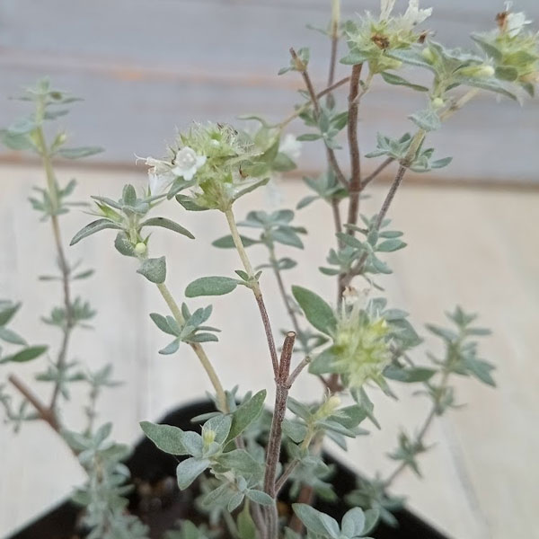 タイム（立性）：マスティチナ3号ポット 6株セット