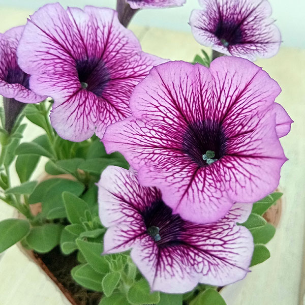 [26年5月中下旬予約]ペチュニア：華劇（かげき）　バイオレットアイス3.5号ポット