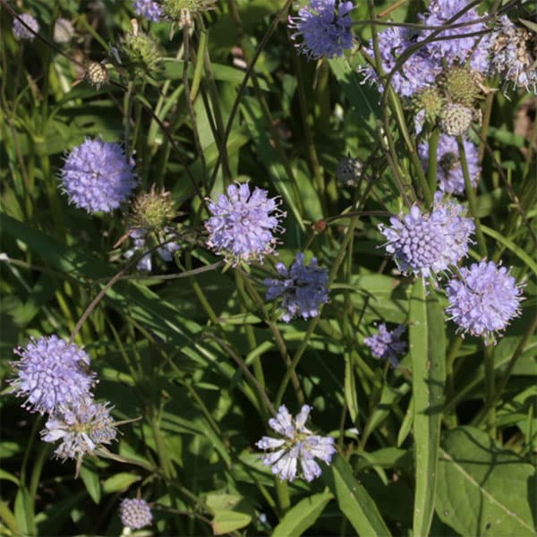 スカビオサ（マツムシソウ）：デビルズビット3-3.5号ポット 6株セット