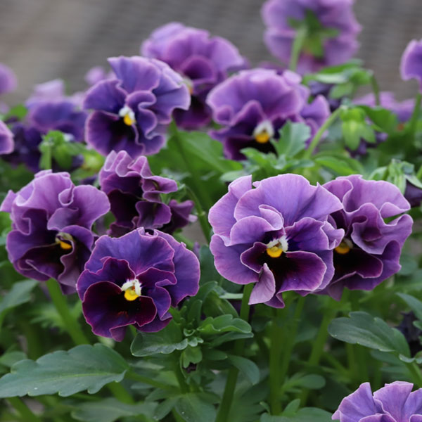 MSKガーデン小輪フリンジビオラ：和モダンクラシックカラー瑠璃色（るりいろ）3-3.5号ポット 6株セット