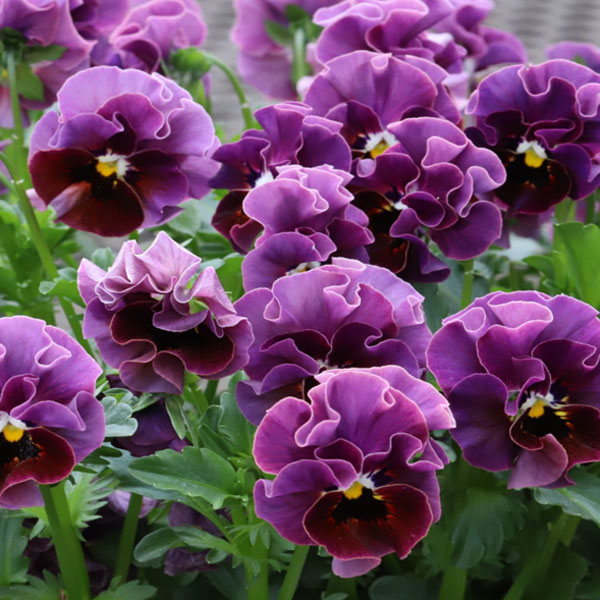 [送料無料]MSKガーデン小輪フリンジビオラ：和モダンクラシックカラー京紫（きょうむらさき）3-3.5号ポット 12株セット