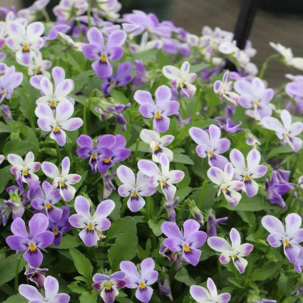 [送料無料]MSKガーデン極小輪ビオラ：フルーレット　宝石ラビット3号ポット 24株セット