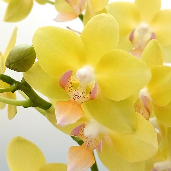 園芸ネット本店｜ミディコチョウラン：カナリアーノ3本立ち ラント L