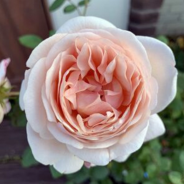 【貴重美品】湖に咲く薔薇 湖に咲く薔薇 - バトルスピリッツ wiki