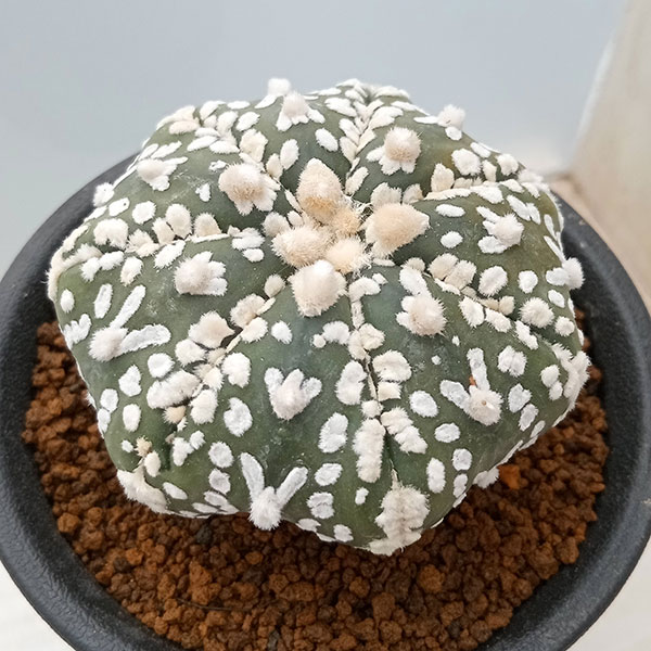 アストロフィツム スーパー兜 Vタイプ 2 アストロフィツム スーパー兜 Vタイプ 2 Astrophytum asterias