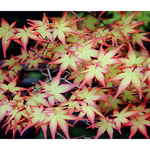 モミジです。 岡野秀花園｜OKANO SYUKAEN｜商品紹介