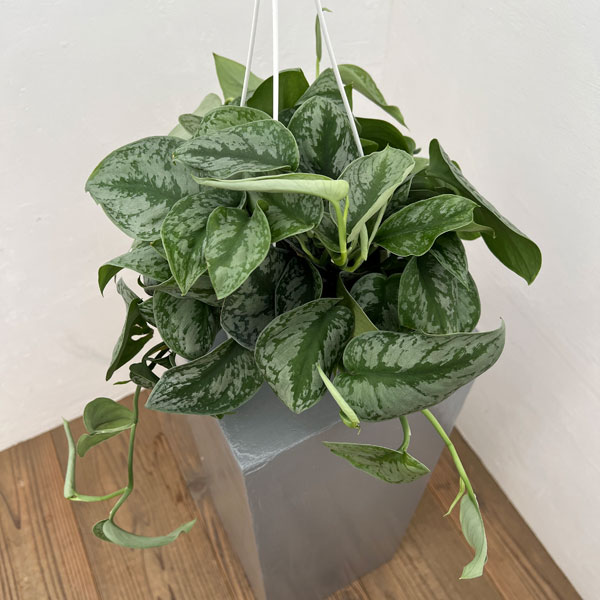 スキンダプサス：sp.マーブルプラネット　5号吊り鉢