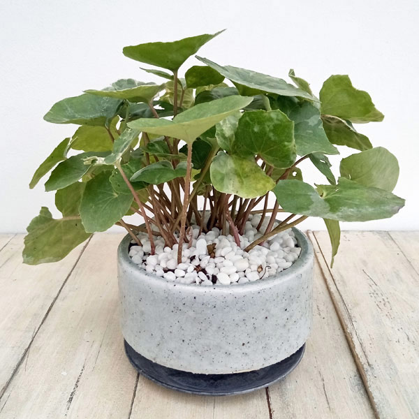 姫蘇鉄　盆栽用　曲がり　希少 姫蘇鉄 盆栽用 変形 希少 【公式通販】