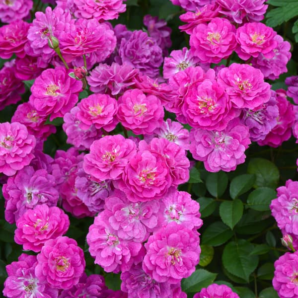 (開花予定株)ポリアンサローズ:ヴィル・ナタール6号角鉢植え*