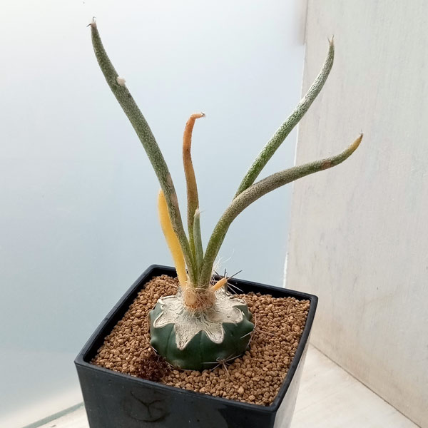 アストロフィツム：カプトメデューサ 斑入り 7cm角鉢 の通販