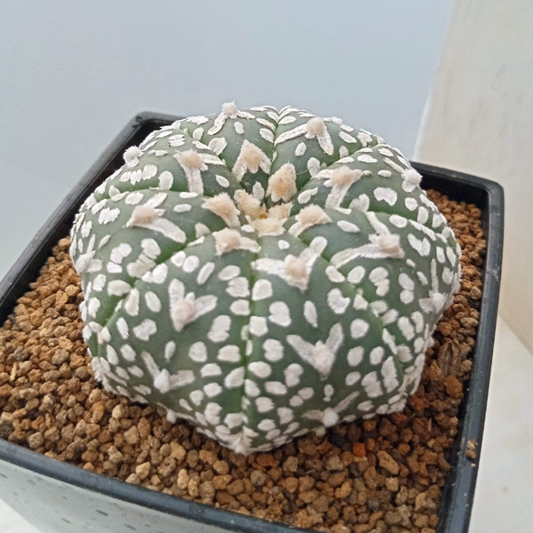 アストロフィツムスーパー兜Vタイプ アストロフィツム スーパー兜 Vタイプ 3 Astrophytum asterias cv '