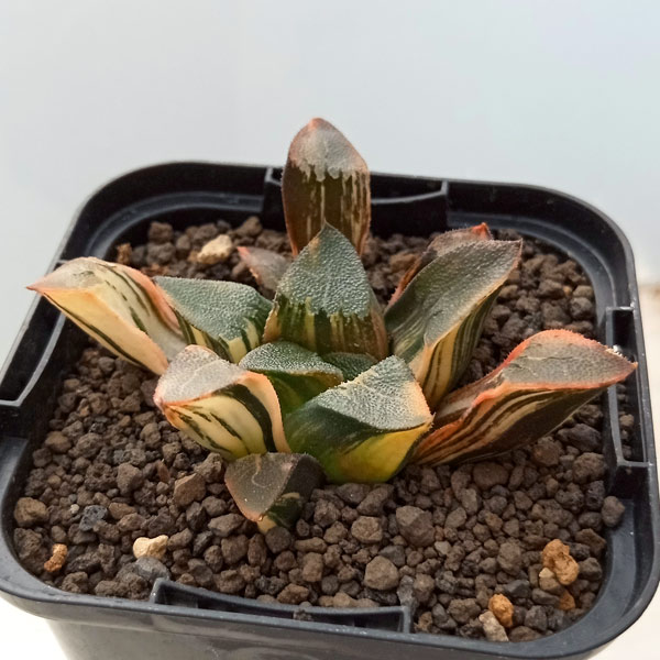 多肉植物 ハオルチア ベイエリ錦 ザ・ファームセレクト]ハオルチア：ベイエリ錦 3号 の通販
