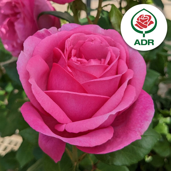 園芸ネット本店｜[送料無料]ハイブリッドティー：ディジリー新苗 (バラ