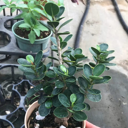 ガジュマル：ミニパンダガジュマル（コパンダガジュマル） 3.5号ポット（盆栽風仕立て）