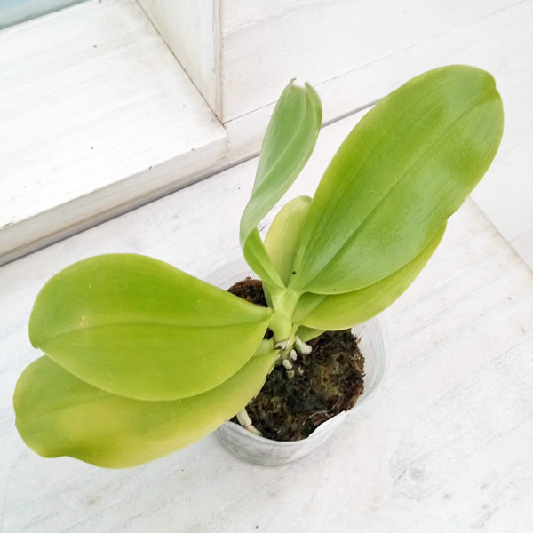 ファレノプシス　2種 園芸ネット本店｜ファレノプシス：pulchra × sib 2.5号 の通販【公式】