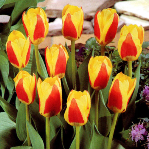 チューリップ：ストレッサ20球セット