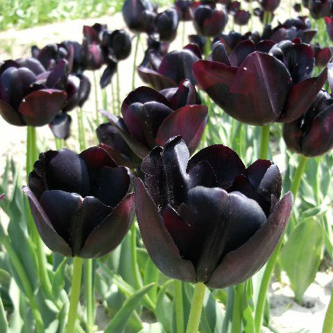 チューリップ(単色咲き)：クインオブナイト10球セット
