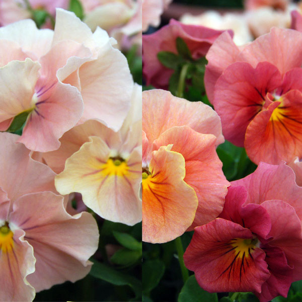 [送料無料]うえたコレクションビオラ：サンピラー3.5号ポット 24株セット