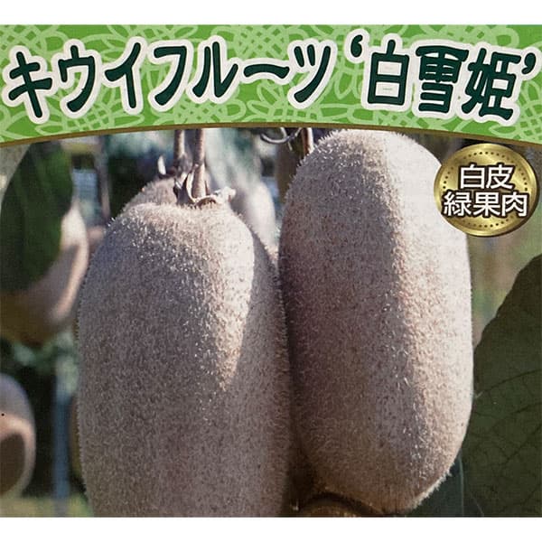 園芸ネット本店｜キウイ（メス木）：白雪姫（シラヒュキヒメ）4.5号