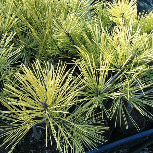 マツ（松）：黄金赤松（オウゴンアカマツ）6号硬質ポット