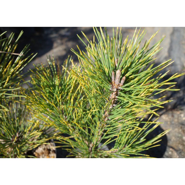 マツ（松）：虎斑黒松（トラフクロマツ）6号硬質ポット