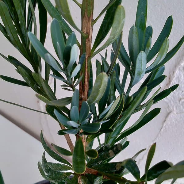 マキ（イヌマキ）：アイシーブルー6号ポット