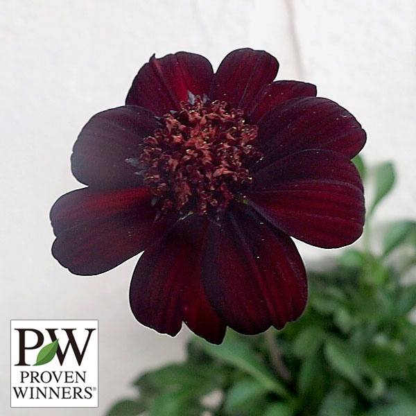 園芸ネット本店｜チョコレートコスモス：チョカモカ3.5号ポット 6株