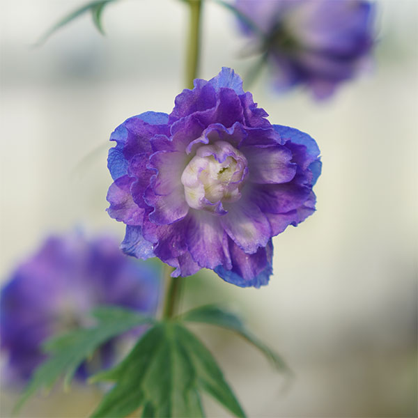 デルフィニウム：スイートセンセーション4号ポット