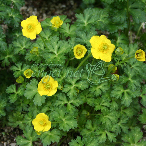 トロリウス（西洋キンバイソウ）：プミルス3号ポット