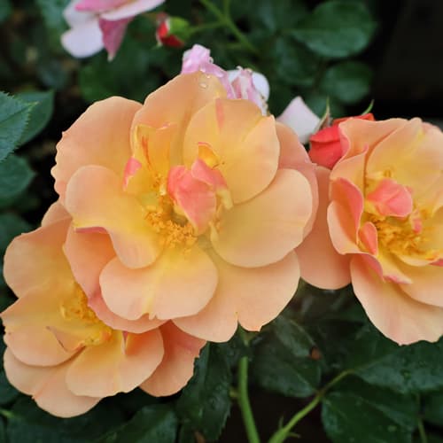 ご確認専用！sale！バラ 苗 四季咲 サーモンピンク ② 中大輪 中香切花