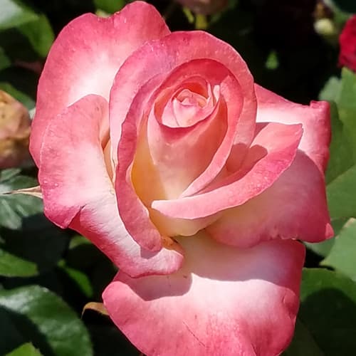 園芸ネット本店｜バラ（四季咲き大輪）：ジェミニ大苗（産地直送品