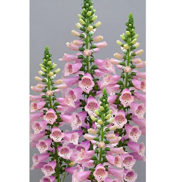 [送料無料]ジギタリス（フォックスグローブ）：ドッティウォームローズ3-3.5号ポット 24株セット