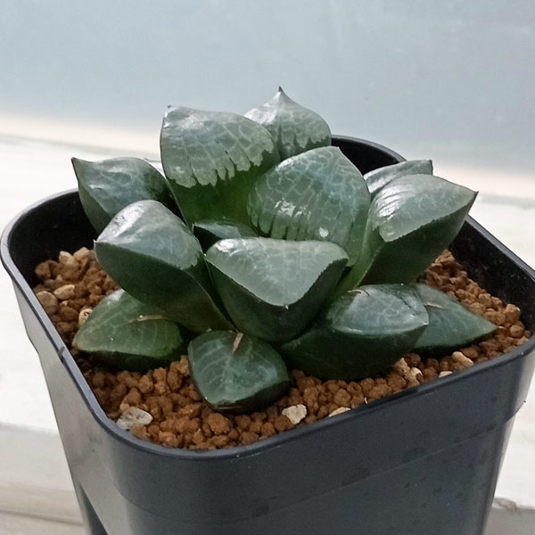 ハオルチア:スプリング×コンプト交配美種 実生苗 2.5号スクエア鉢