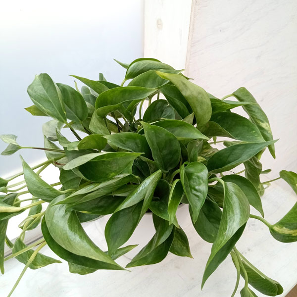 園芸ネット本店｜ポトス：テルノジャック 5号鉢植え の通販【公式】