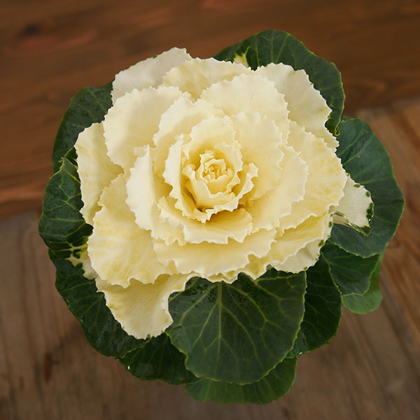 ハボタン：純白2.5号ロングポット 6株セット